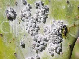 Cochenille-Larven auf Opuntien