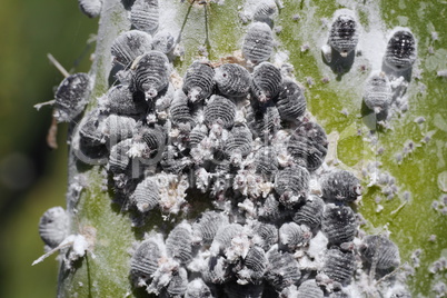 Cochenille-Larven auf Opuntien