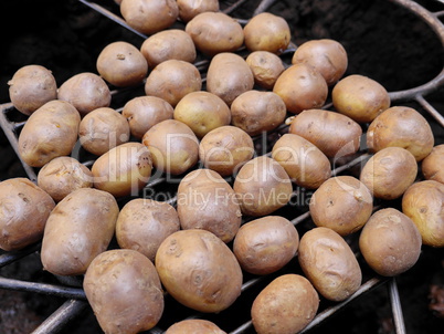 Kartoffelbraten mit Erdwaerme