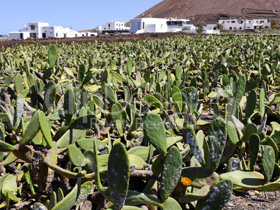 Opuntien Plantage, Cochenillezucht