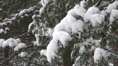 Christmas tree branches shaking, crumbling snow