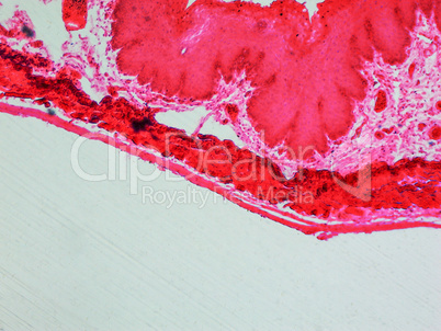 Epithelium micrograph