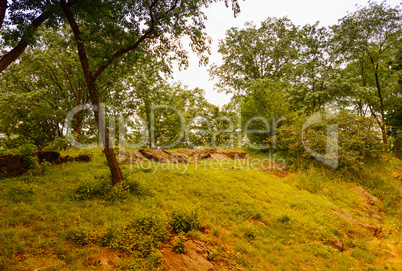 Vegetation of Central Park in Manhattan, New York City