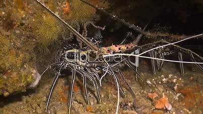 Lobsters - Panulirus homarus