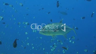 Bigeye Trevally with a cleaner fish