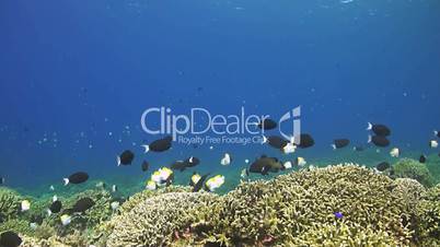 Grouper, butterflyfish and surgeonfish on a coral reef