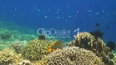 Coral reef with yollowfin emperor