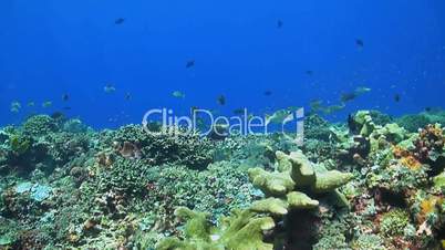 Coral reef with redfin bream
