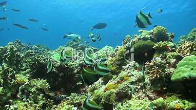 Bannerfish on a coral reef