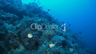 Steep slope of a coral reef