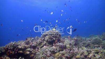 Colorful coral reef with bannerfish