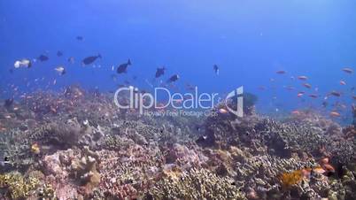 Colorful coral reef with bannerfish