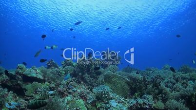 Coral reef with Butterflyfish and Surgeonfish