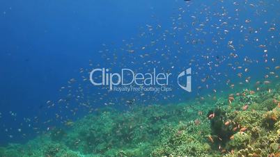 Coral reef with anthias, surgeonfish and giant trevallies