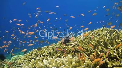 Colorful coral reef with anthias and lionfish