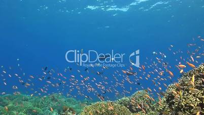 Coral reef with Anthias