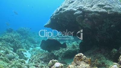 Humphead Parrotfish with cleanerfish