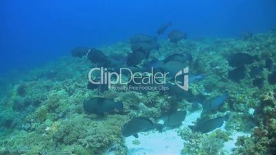 School of Humphead Parrotfish on a coral reef
