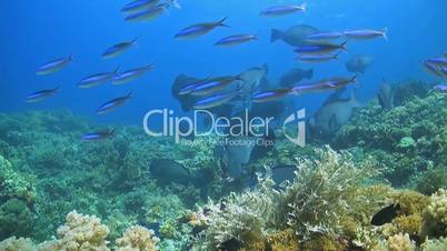 Shoal of Humphead Parrotfish on a coral reef