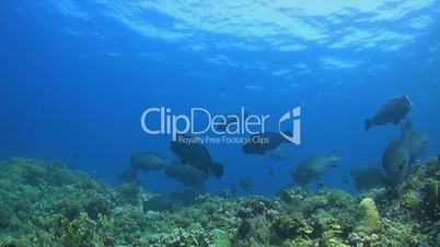 Shoal of Humphead Parrotfish on a coral reef