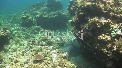 Whiptail Stingray on a coral reef