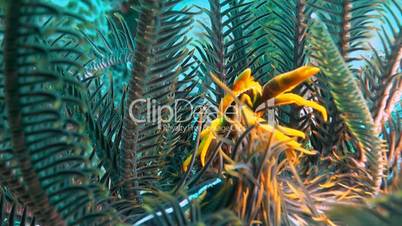 A Squat Lobster in a Crinoid