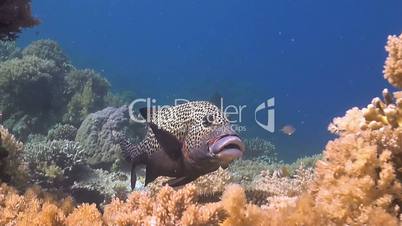 Harlequin Sweetlips on a colorful coral reef