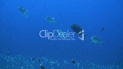 Giant trevally and fusilier