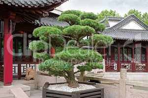 bonsai pine tree