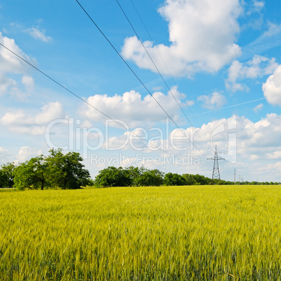 wheat field, blue sky and power lines