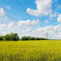 wheat field, blue sky and power lines