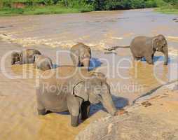 elephants bathing in the river