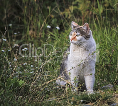 Cat in the grass