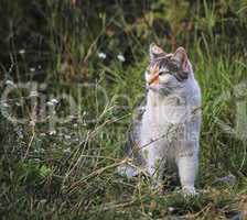 Cat in the grass