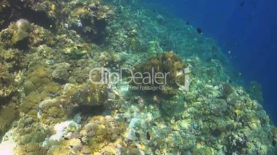 Two Hawksbill turtles on a coral reef