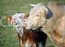 Cow and calf portrait