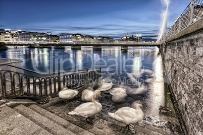 Swans shadows at Geneva lake and bridge, Switzerland