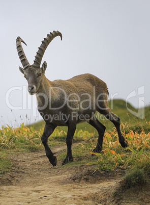 Male wild alpine, capra ibex, or steinbock