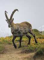 Male wild alpine, capra ibex, or steinbock