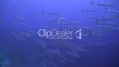 Blackfin Barracudas swiming in blue water