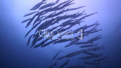 Blackfin Barracudas swiming in blue water