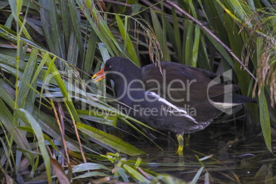 Common moorhen, gallinula chloropus