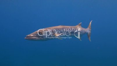 Great barracuda