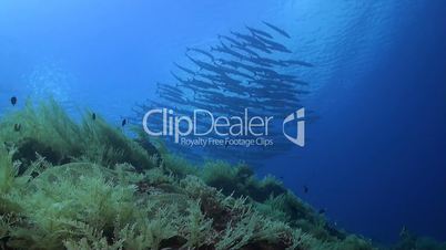 Blackfin Barracudas swiming over a coral reef