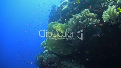 Colorful coral reef with many fish