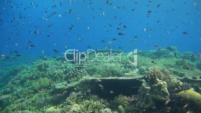 Colorful coral reef with many fish