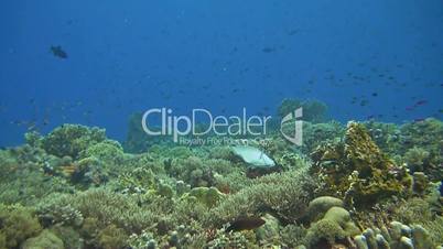 Colorful coral reef with many fish