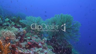 Colorful coral reef with plenty fish