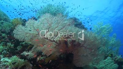 Huge sea fans