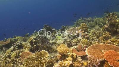 Colorful coral reef with plenty fish